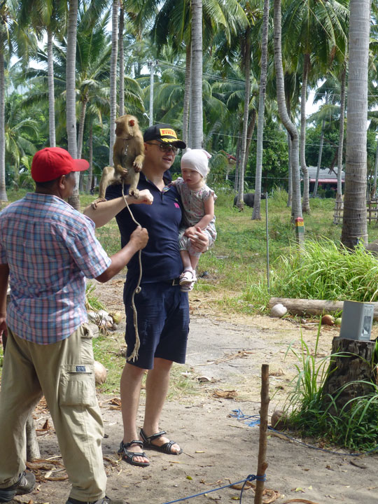 Makaki in Koh Samui