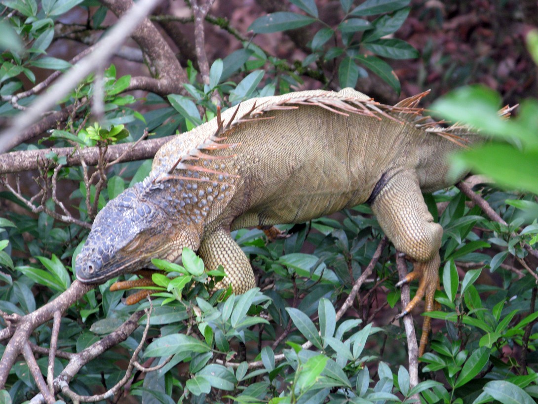 Leguan an der Straße in Angeles