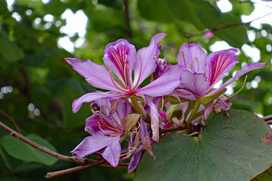 Blüte in den Bahai Gärten