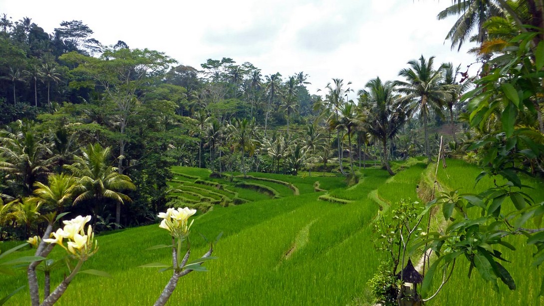 Reisterrassen in Bali