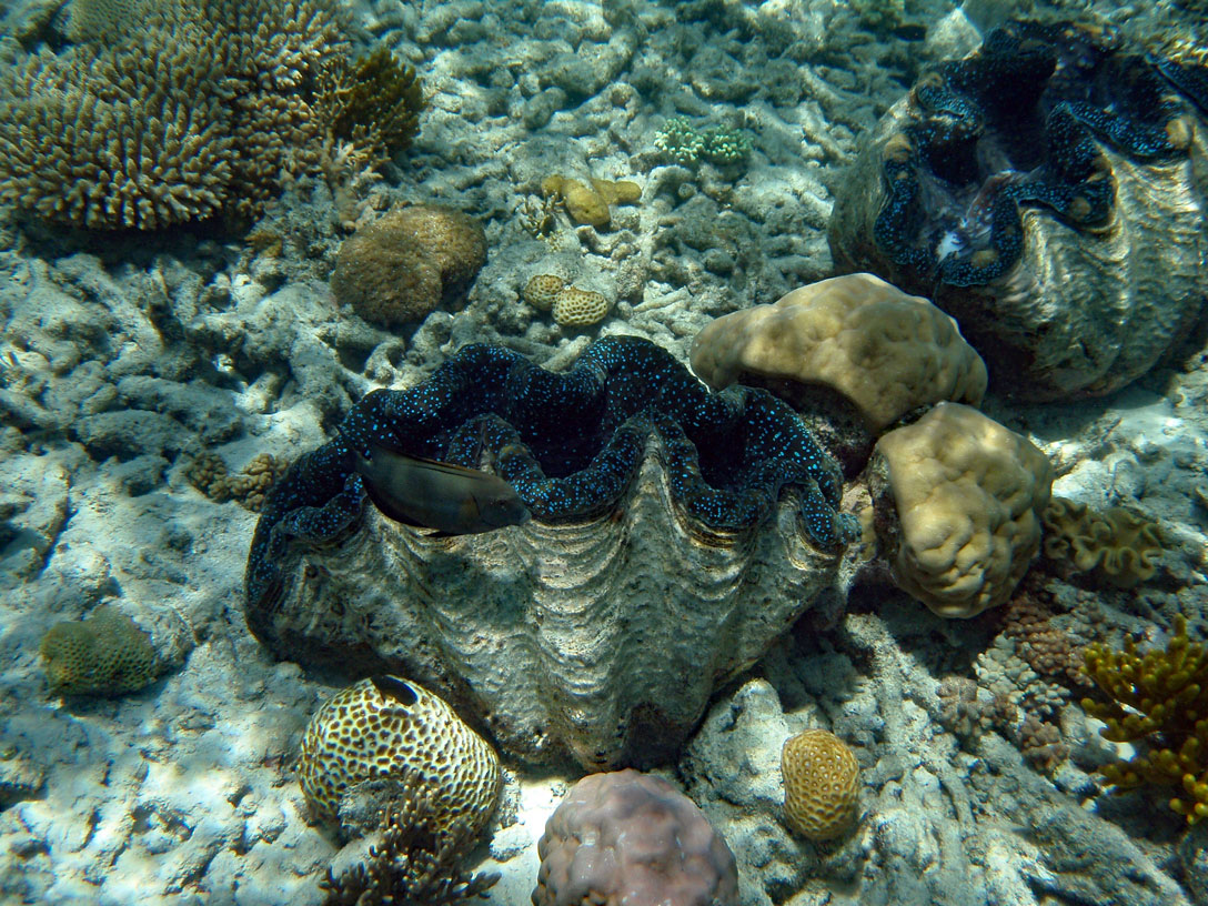 Riesen-Muschel im Barrier Reef