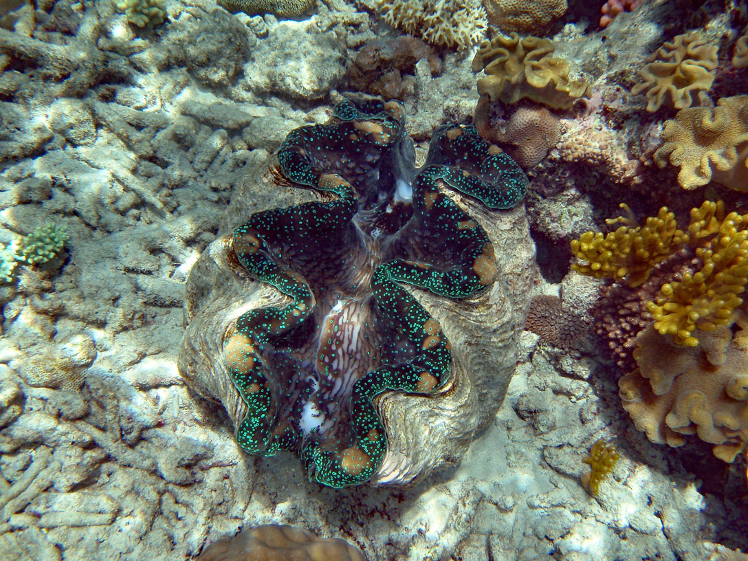 Riesenmuschel im Barrier Reef