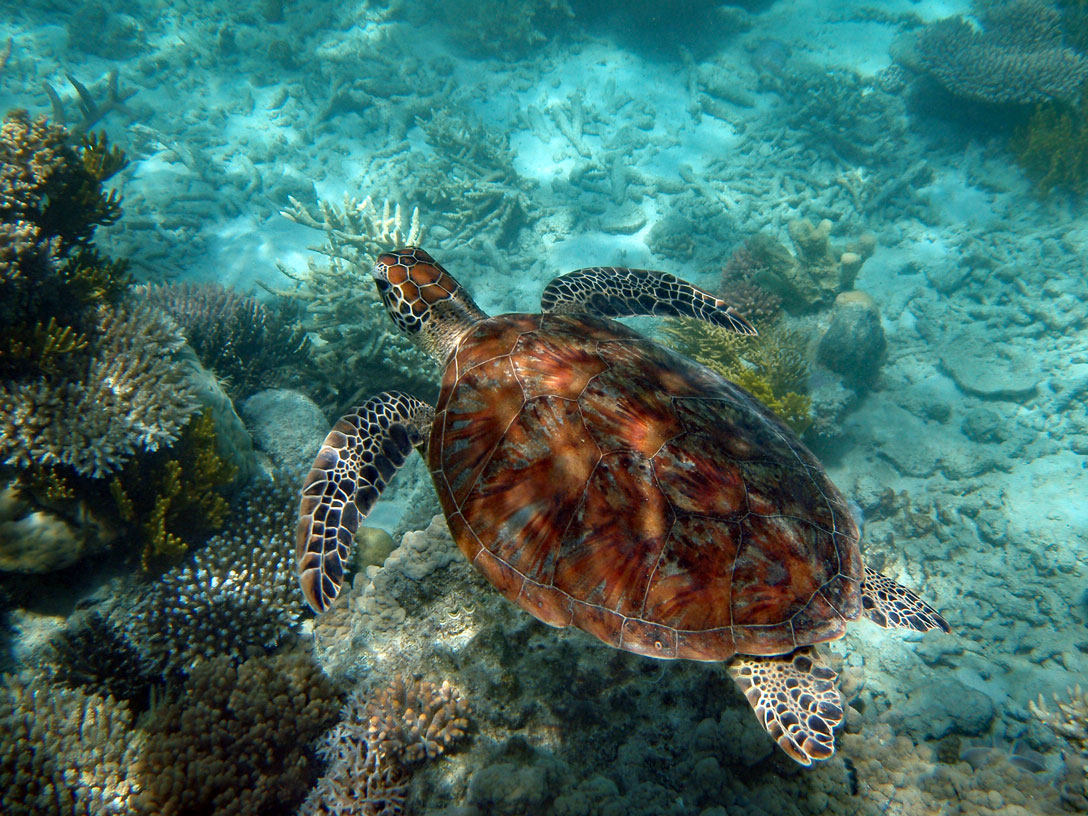Schildkröte im Barrier Reef