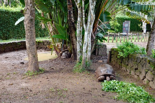Chamarel Schildkröten