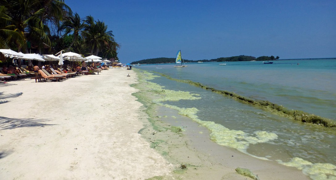 Grün-gelbe Suppe am Strand vom Chaweng Beach