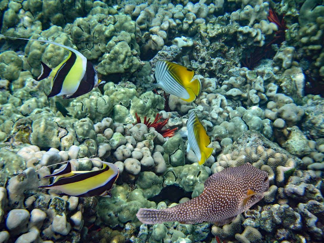 Fische in der Kealakekua Bay am Cook Monument