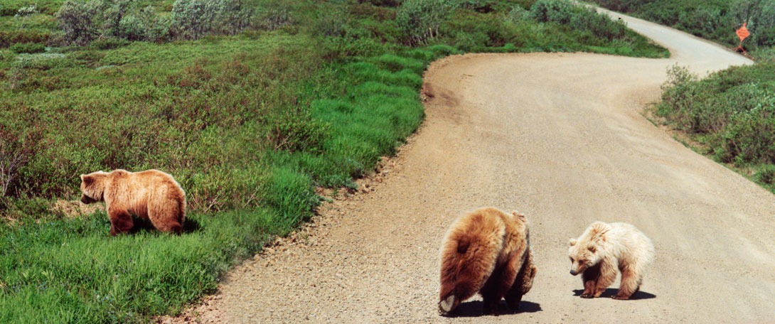 Grizzlies im Denali Nationalpark