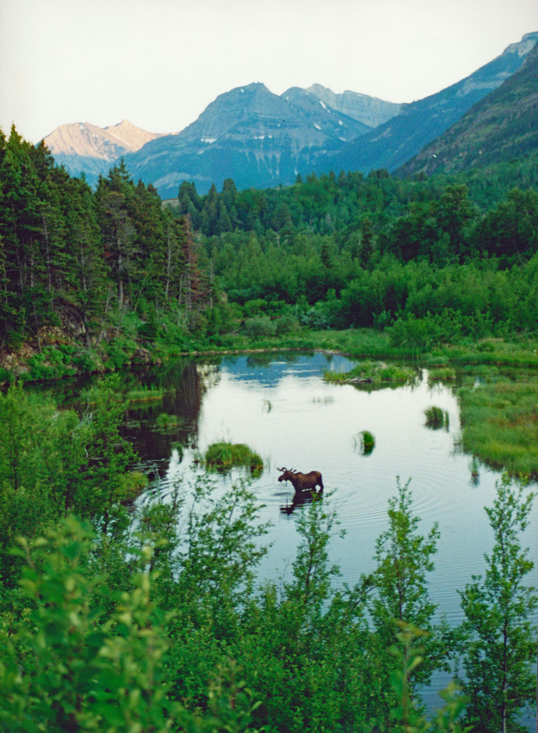 Elch im Sumpfgebiet von Alaska Elch in Alaska