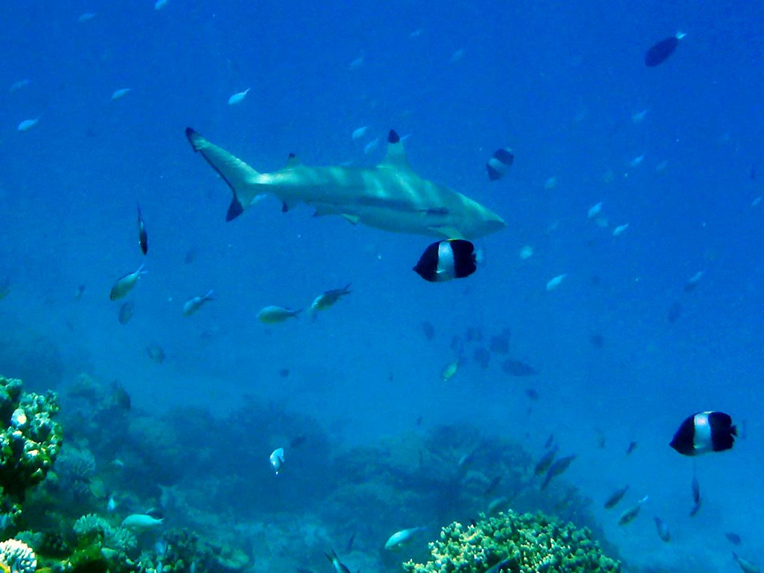 Schwarzspitzenhai im Riff von Makanudu