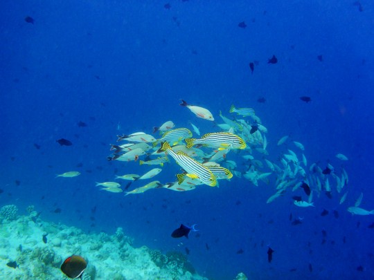 Fische am Hausriff vom Reethi Beach Resort