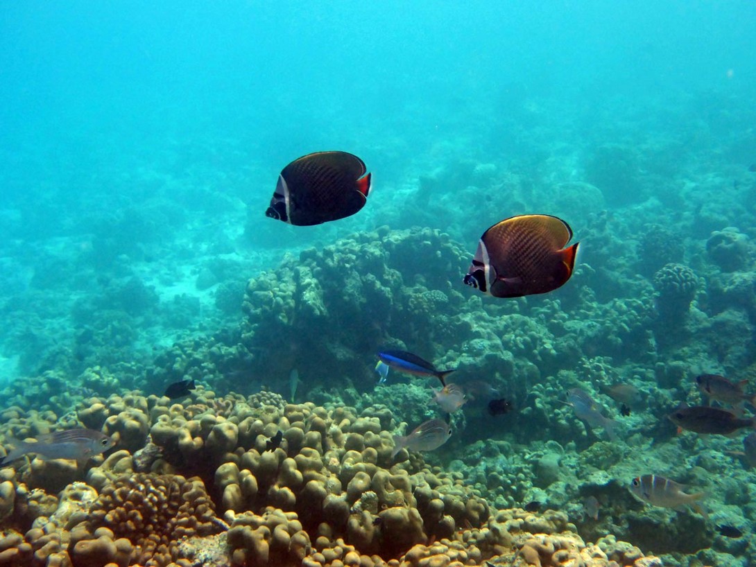 Fische im Riff von Makanudu