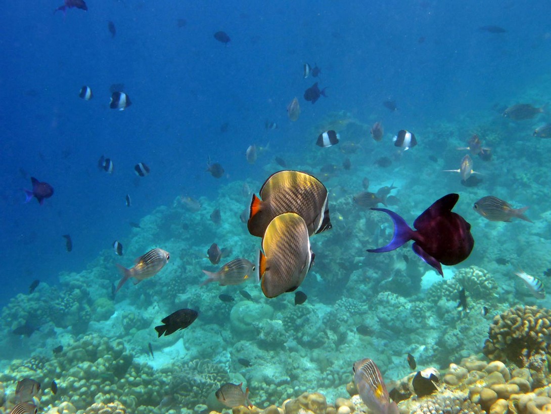Fische am Hausriff von Reethi Beach