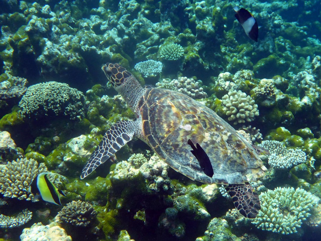 Schildkröte am Riff von Makanudu