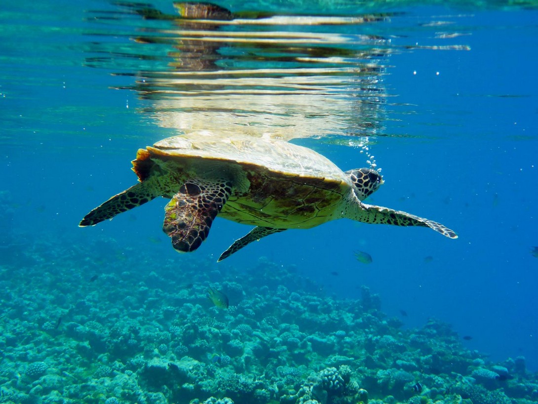 Schildkröte im Riff von Makanudu
