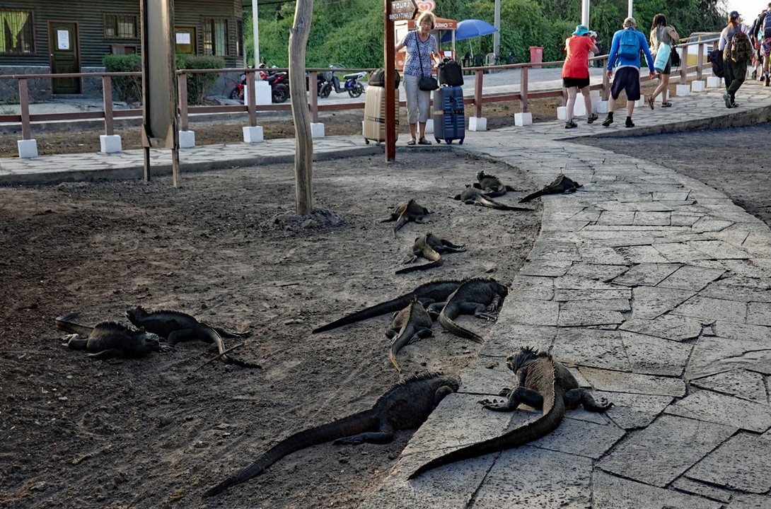 Meerechsen am Landungssteg von Isabela