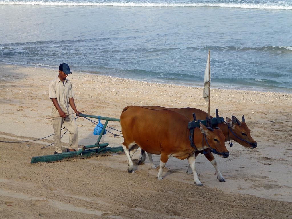 Strandreinigung in Jimbaran