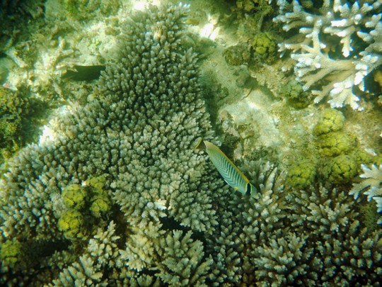 Fische in der Lagune von Bel Ombre