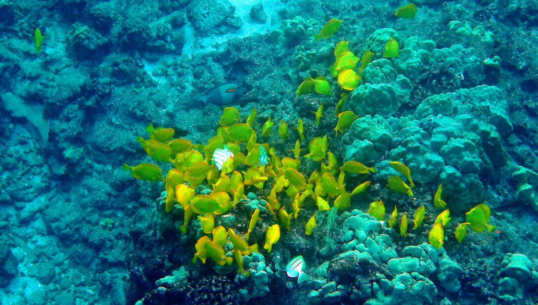 Fische im Riff vor Lanai