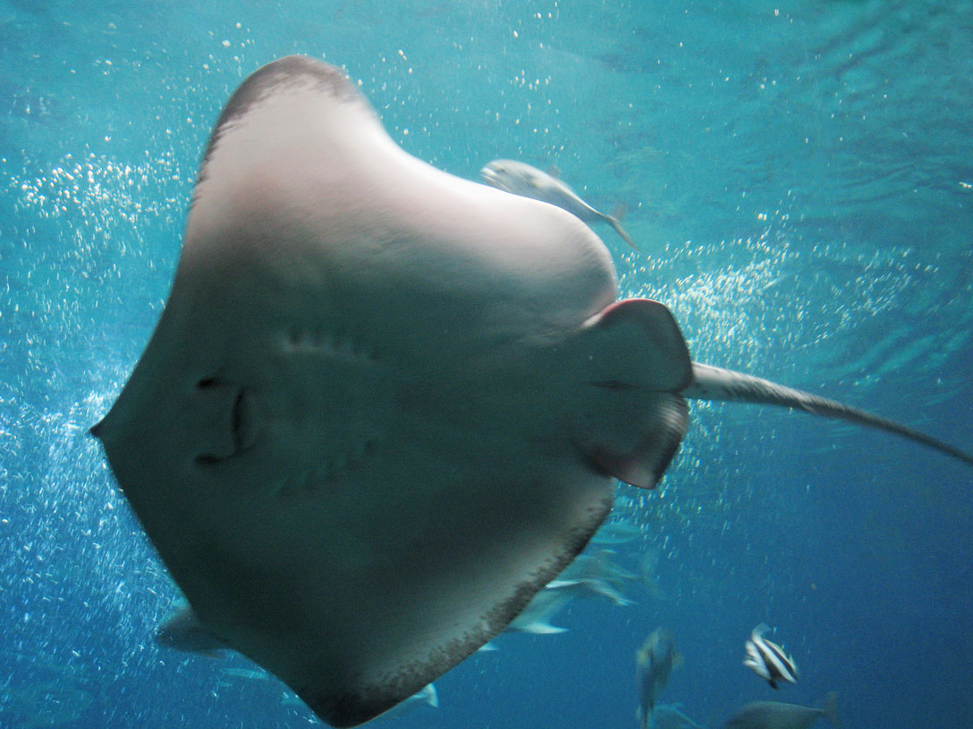 Manta im Riff vor Molokai