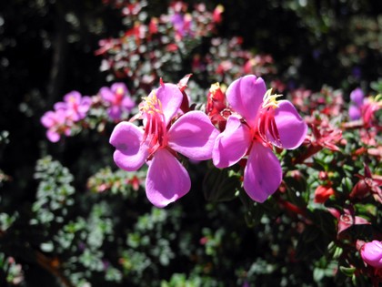 Orchidden auf dem Poás Vulkan