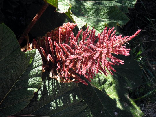 Mammutblätter auf dem Wege zum Poás