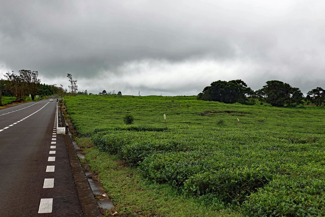 Auf der Route du Thé in Mauritius