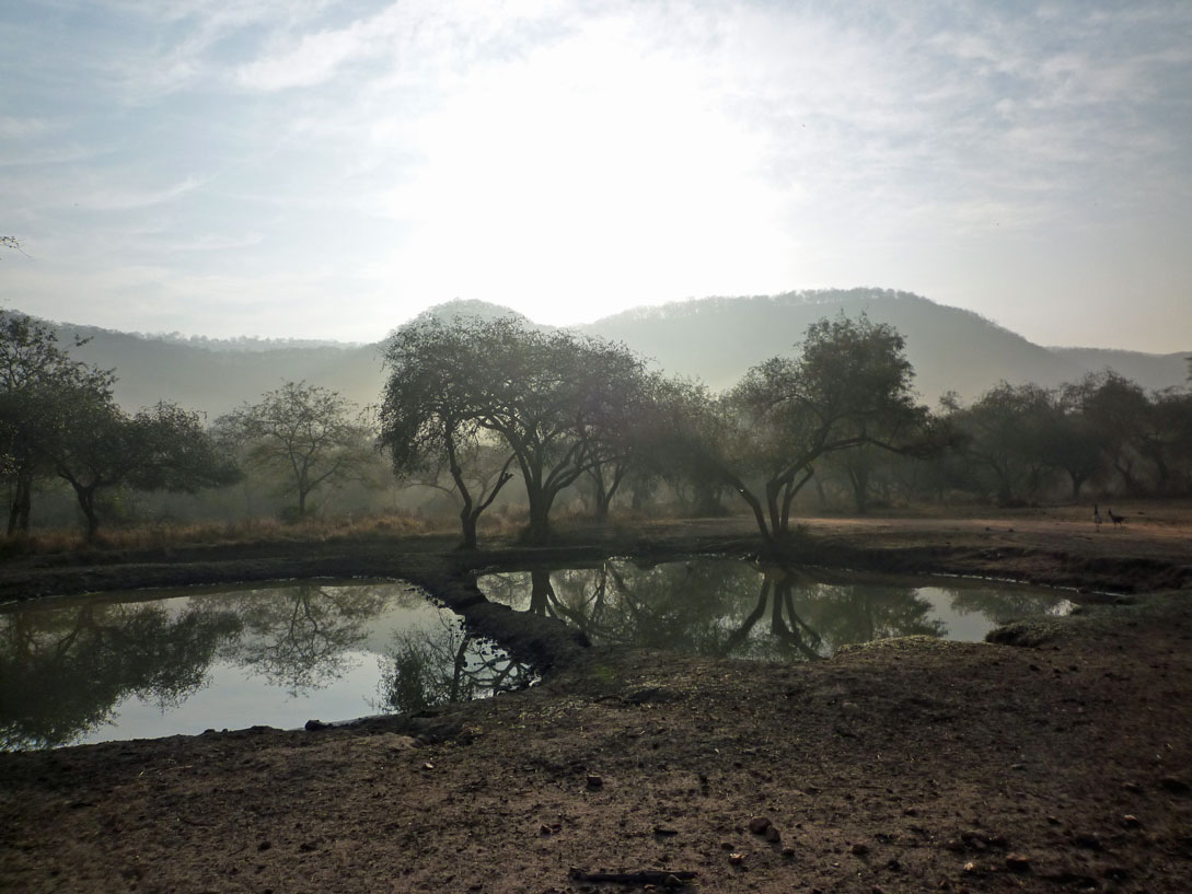 Teich im Morgennebel im Sariska Nationalpark