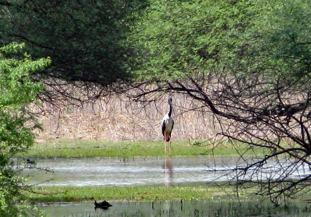 Sibirischer Schwarzkopfstorch