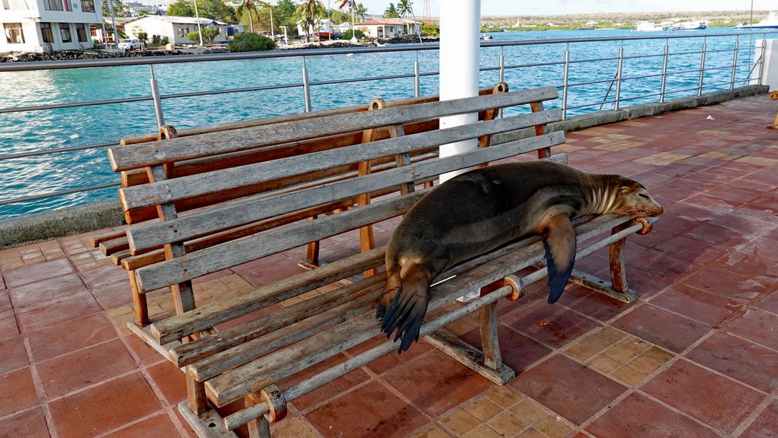 Seelöwe auf der Bank am Landungssteg
