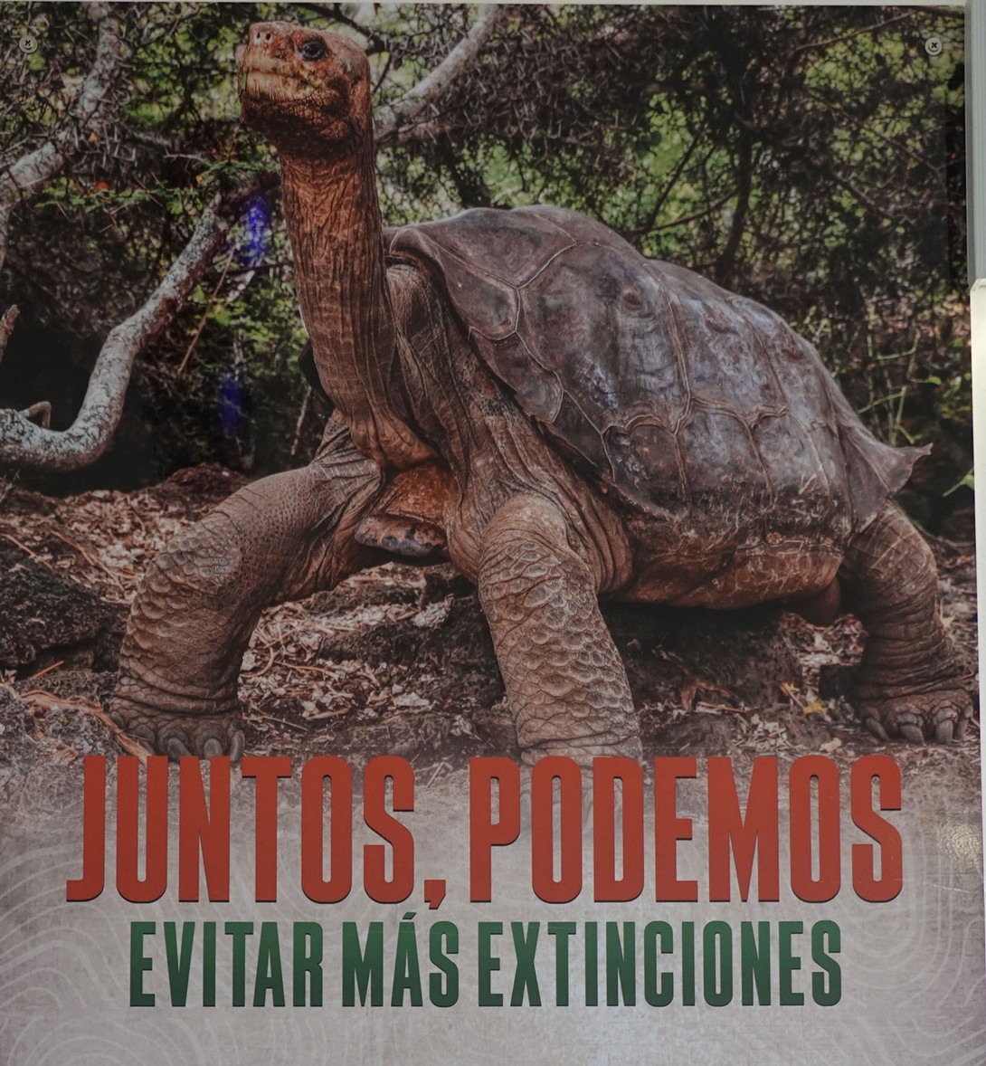 "George", die ausgestorbene Riesenschildkrötenart