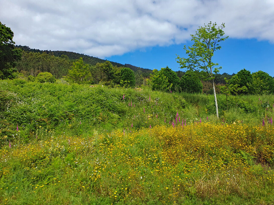 Ginsterbüsche und Wiesenblumen am Straßenrand