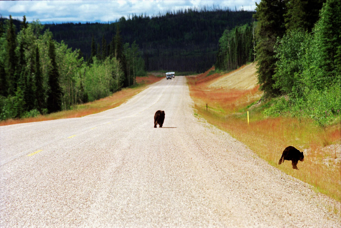 Bären auf dem Top fo the World Highway