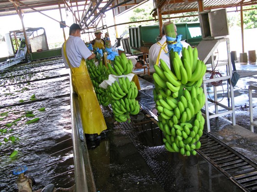 Bananenwaschanlage von Del Monte