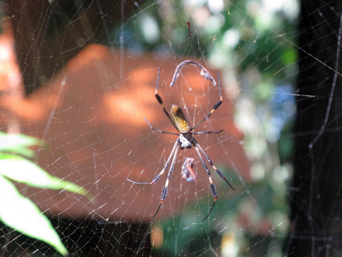 Spinne vor dem Fenster