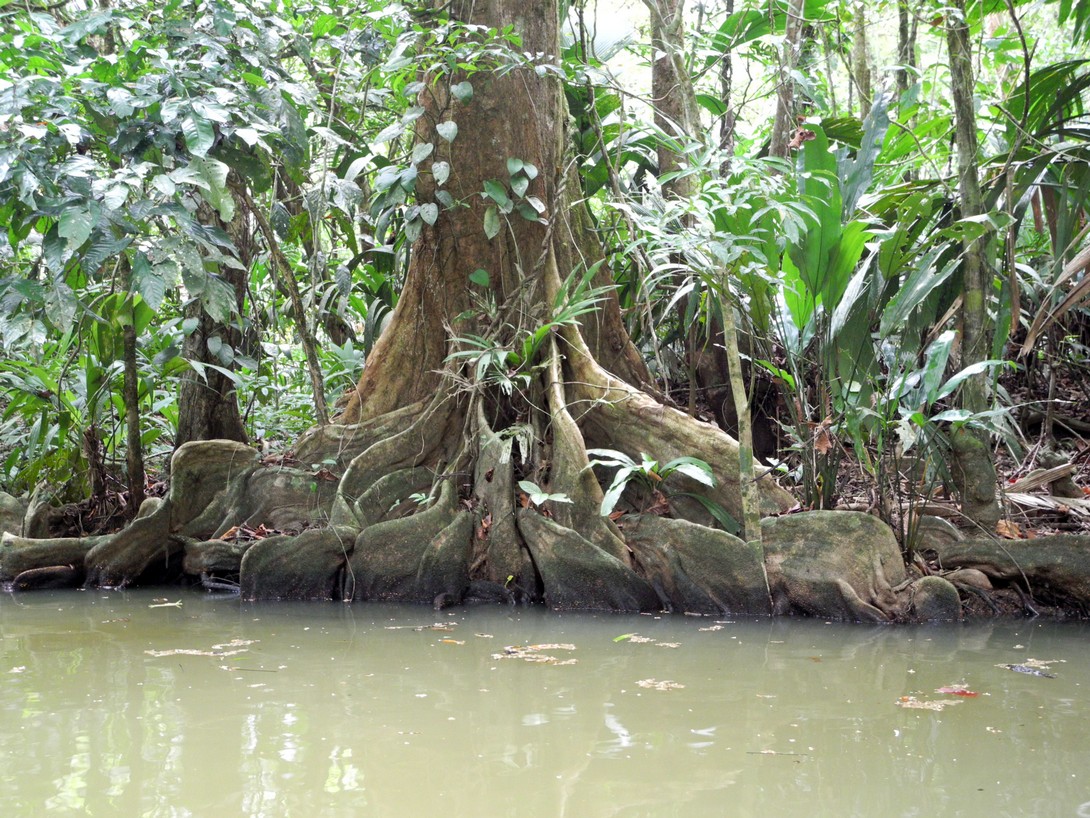 Pfahlwurzeln im Tortuguero Nationalpark