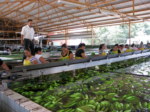 Bananenwaschanlage von Del Monte