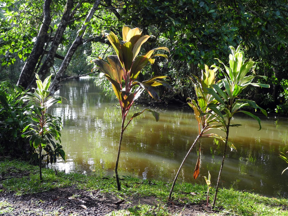 Kanal im Tortuguero Nationalpark